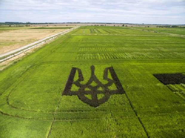 В Херсонской области вырастили гигантский тризуб из черного риса 3