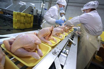 Крупнейшей птицеферме Косюка запретили экспорт в Россию