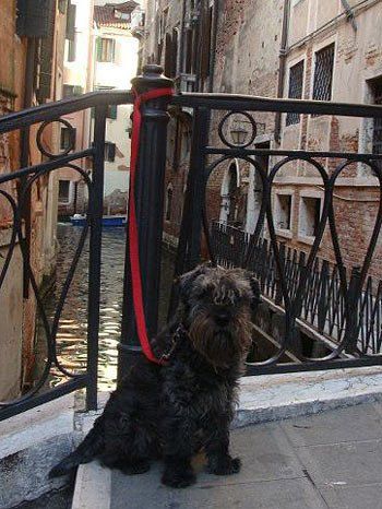 Фото собаки в Венеции нам прислала читательница Наталья