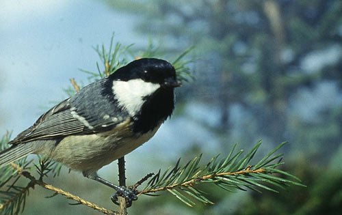 Читатель Lb.ua Виктор Пасмор традиционно прислал фото птицы: <<Это синица "московка". Прилетает зимой к нам на зимовку из подмосковных лесов. Не путать с распространенной у нас синицей большой. >>
