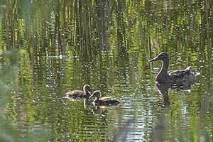 Soft power, или Как я стала главной по уточкам