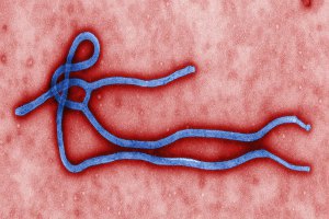 Распространением вируса Эбола.