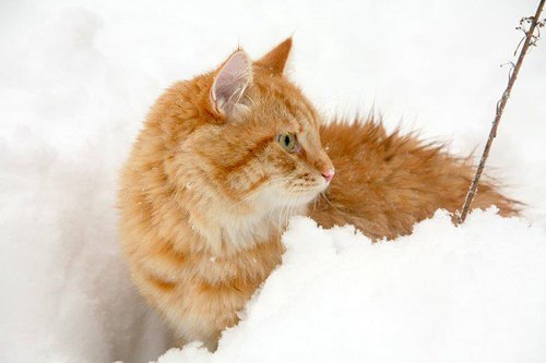 Серия про рыжего кота в снегу от ирпенчанки Елены