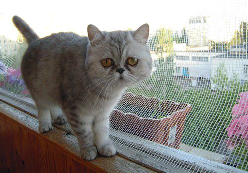 Читательница Lb.ua Татьяна Кольцова прислала нам фото своей кошки Зоси