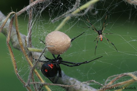 9 место - паук "черная вдова"