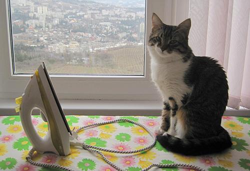 Несколько фото уже известного читателям Lb.ua кота Мэрсика от Татьяны Свинцицкой