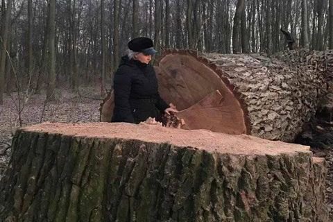 В Киеве открыли уголовное дело из-за вырубки вековых дубов в Голосеевском парке