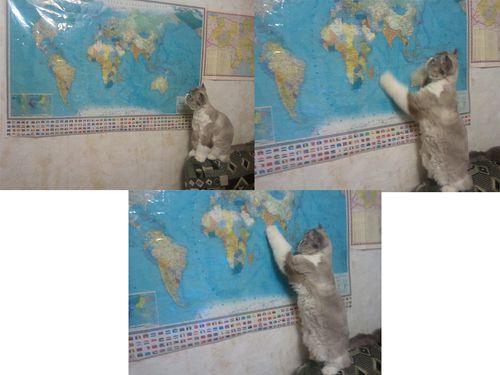 Фото кота, неравнодушного к Индии, прислала нам Ирина