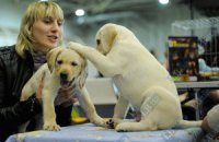 ​В Николаеве владельцев собак обязали вживить животным электронные чипы