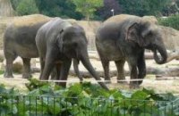 Киевский зоопарк получит трех слонов