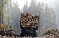 Чим загрожує карпатським лісам новий закон про заборону вирубки дерев?