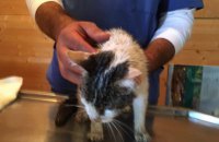 В Италии пожарные из-под завалов спасли кошку через пять дней после землетрясения