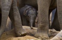 В Зимбабве браконьеры отравили 80 слонов цианидом