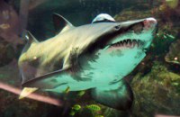 У Єгипті від нападу акули постраждала українська сім'я