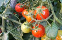 Польща затримала на кордоні понад 58 тонн томатної пасти з України