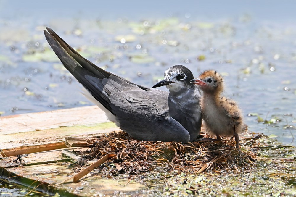 Крячок чорний