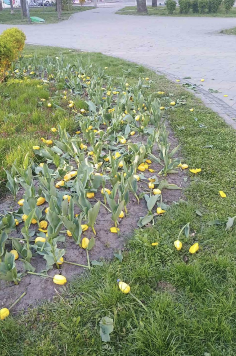 Знищені клумби