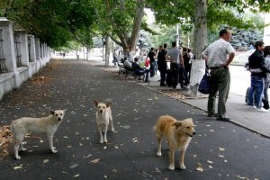 В Харькове уже штрафуют за неправильный выгул собак