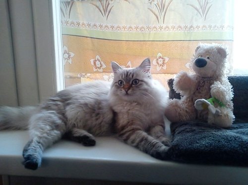 Серия фотографий кошки Марты, уже знакомой читателям LB.ua