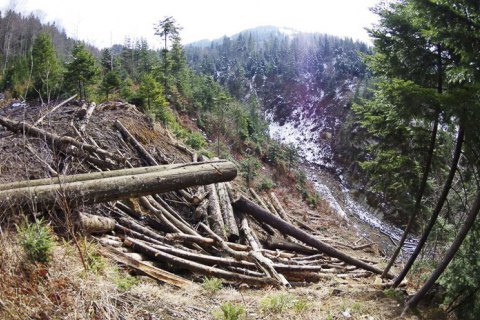 Прокуратура открыла дело о вырубке леса в Карпатах