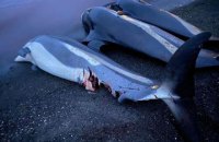 На Фарерских островах убили почти 1,5 тыс. дельфинов за один день