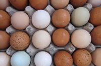 Украина получила разрешение на экспорт яиц и птицы в Европу