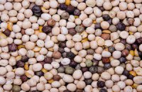 ЕС запретил импорт семян из Египта - именно оттуда пришла смертоносная кишечная палочка