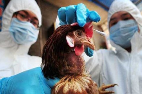 У Китаї зафіксували перший у світі випадок зараження людини пташиним грипом H10N3