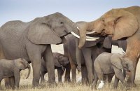 Популяция слонов в Африке за 10 лет сократилась на 111 тысяч особей
