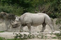 В Мюнхене поймали охотников за рогами носорогов