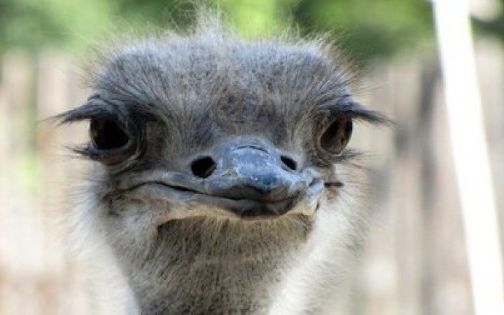 ​Поліція Білої Церкви проводить перевірку щодо чоловіка, який тримає в гаражі страуса