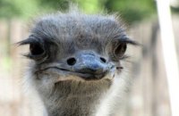 ​Поліція Білої Церкви проводить перевірку щодо чоловіка, який тримає в гаражі страуса