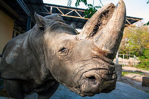 У Київському зоопарку помер носоріг