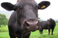 Английские коровы оставили без связи абонентов Vodafone