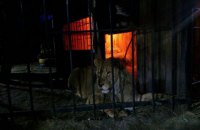 У Запоріжжі лев напав на відвідувача лазні