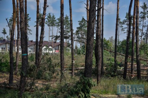 Рада підтримала посилення покарання за незаконну вирубку дерев у містах, - Горенюк