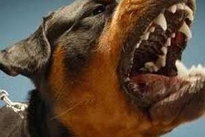 Тернополянин натравил на милиционеров свою бойцовскую собаку