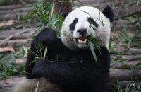Пятничная панда #140