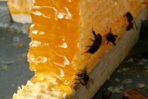 Україна за 10 днів вибрала річну квоту на постачання меду і соків у ЄС