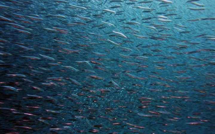 ​Кабмін запустив експериментальний проєкт з електронного декларування права на промислове рибальство