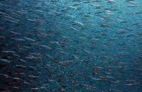 ​Кабмін запустив експериментальний проєкт з електронного декларування права на промислове рибальство