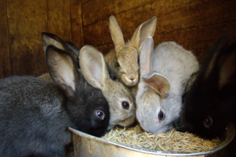 Во Львовской области мужчина украл с фермы корм для кролей на 80 тыс. гривен