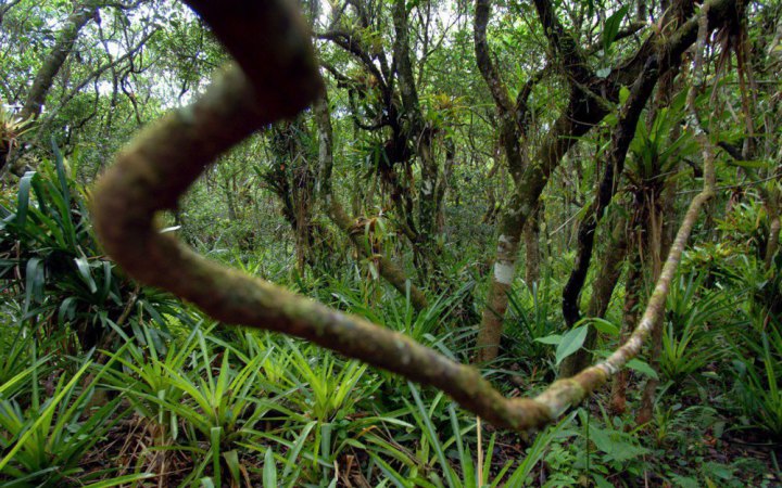 Бразилія дозволила пробні буріння нафтових свердловин в регіоні Амазонки