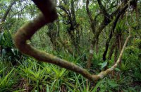 Бразилія дозволила пробні буріння нафтових свердловин в регіоні Амазонки