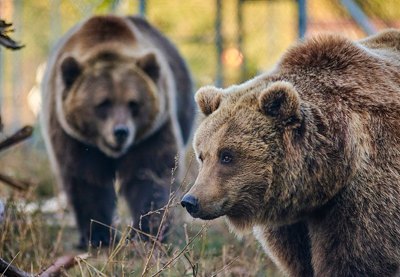 Марина Шквиря: «Питання в тому, що буде з твариною, яку ти врятував чи взяв, і для чого ти все це робиш» 