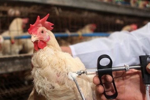 У Росії повідомили про перші в світі випадки зараження пташиним грипом H5N8