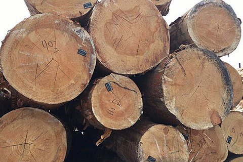 Инициатива с регистрацией контрактов на экспорт леса выглядит как попытка создать кормушку для "правильных людей", – Саливон