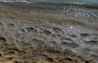 Екологічне забруднення виявили фахівці на узбережжі Чорного моря 