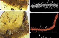 Ученые нашли в куске янтаря хвост миниатюрного динозавра с перьями и кожей