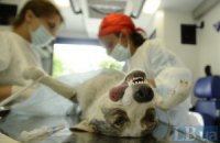 ​В Киеве начали стерилизовать бездомных собак